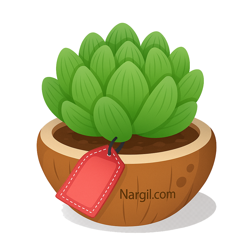 Nargil_Haworthia Cooperi